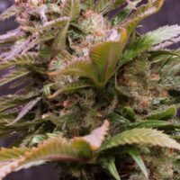 Vision Caramello Auto Feminised Seeds - 5