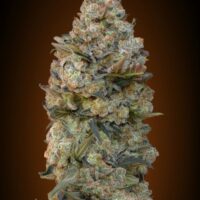 Chocolate Skunk Feminised Seeds - 3