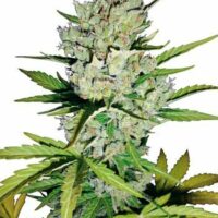 Super Skunk Auto Feminised Seeds - 3