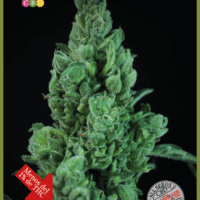 Solodiol CBD Auto Feminised Seeds - 3