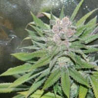 Blueberry Cheesecake Feminised Seeds - 4