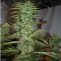 Orient Express Regular Seeds - 5