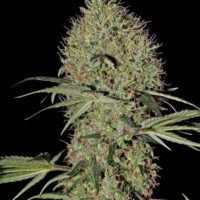 Super Bud Auto Feminised Seeds - 3