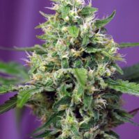 Sweet Amnesia Haze XL Auto Feminised Seeds - 3