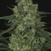 Criminal Feminised Seeds - 1