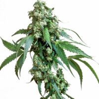 Jack Flash #5 Feminised Seeds - 10