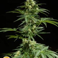 Cheesy Auto Feminised Seeds - 3