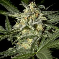 White Widow Auto Feminised Seeds - 3