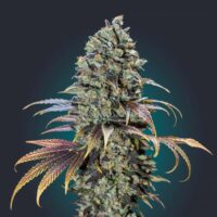 Chocolate Cream Feminised Seeds - 3