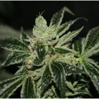 Dark Star Feminised Seeds - 5+1