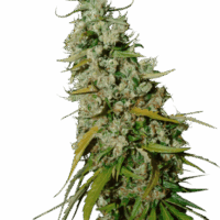 Kees' Old School Haze Regular Seeds - 24