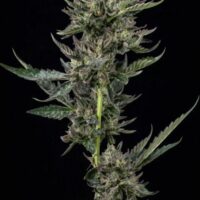 Notorious THC Feminised Seeds - 3