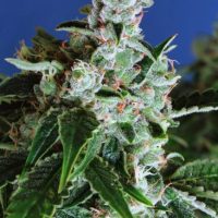 Sir Jack Auto Feminised Seeds - 3