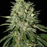 The Doctor Feminised Seeds - 5