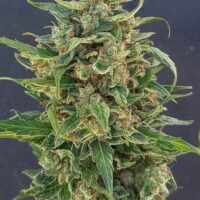 Triple XXL Auto Feminised Seeds - 12