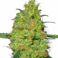 Master Kush Feminised Seeds - 3