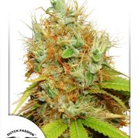 Mazar Feminised Seeds - 10