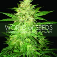Colombian Gold Ryder (former Sweet Coffee Ryder) Auto Feminised Seeds - 3