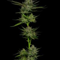Sour Apple Auto Feminised Seeds - 3