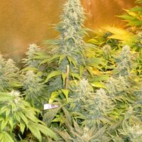 Double Dutch Feminised Seeds - 3