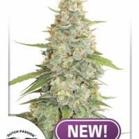 Meringue Feminised Seeds - 10