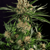 Txerri Bilbo Haze Feminised Seeds - 1