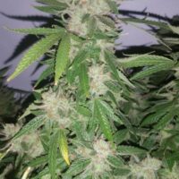Harliqueen Regular Seeds - 5