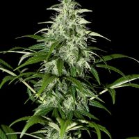 Kalashnikova Auto Feminised Seeds - 3