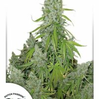 Ultimate Auto Feminised Seeds - 3