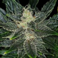 Gorilla King Auto Feminised Seeds - 1