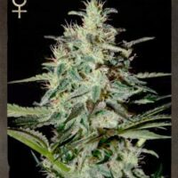 White Lemon Feminised Seeds - 3