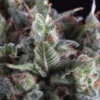 Olympia Auto Feminised Seeds - 3