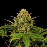 Monkey Grease Feminised Seeds - 1