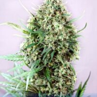 Jack Diesel Feminised Seeds - 3