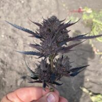 GMO Auto Feminised Seeds - 5+2