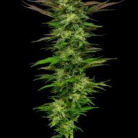 Apricot Papaya Feminised Seeds - 5
