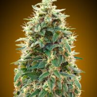 00 Cheese Auto Feminised Seeds - 3