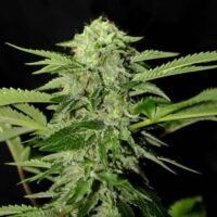 Txees Bilbo (Cheese) Feminised Seeds - 1