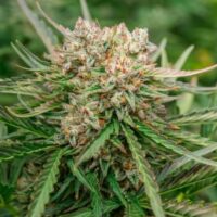 GMO OG Auto Feminised Seeds - 5+2