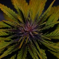Dark Rose CBD Auto Feminised Seeds - 3
