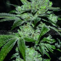 Sour Glue Feminised Seeds - 3