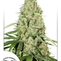 Think Fast Feminised Seeds - 1