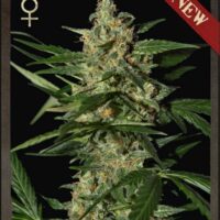 Damnesia Auto Feminised Seeds - 3