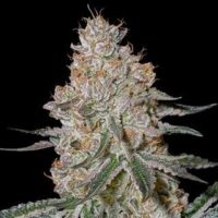 HighCloudZ Feminised Seeds - 3