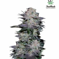 Blackberry Auto Feminised Seeds - 1