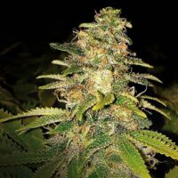 Critical Blue Auto Feminised Seeds - 1