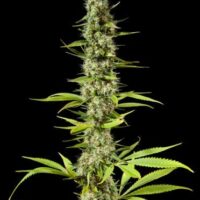 Early Maroc Feminised Seeds - 3