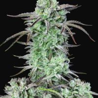 Strawberry Banana Auto Feminised Seeds - 1