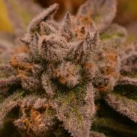 9 Pound Hammer Regular Seeds - 6