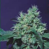 Dutch Dragon Feminised Seeds - 10